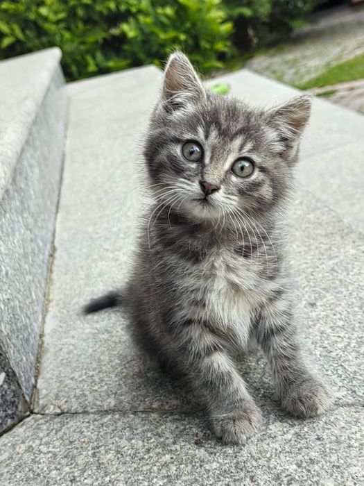котенок.