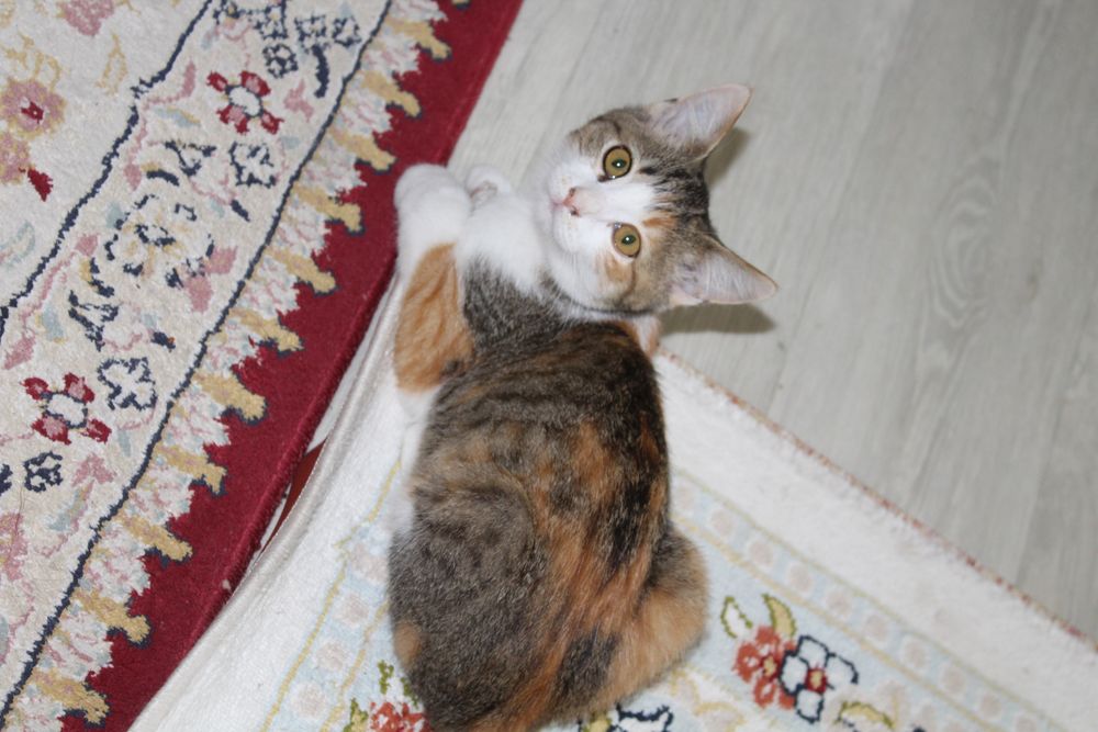 Кошка британец шотлански