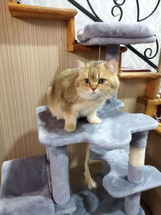 NY 11 британский шиншилла