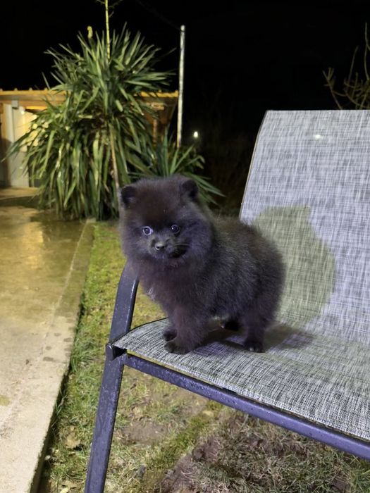 Померан момиче със втора ваксина