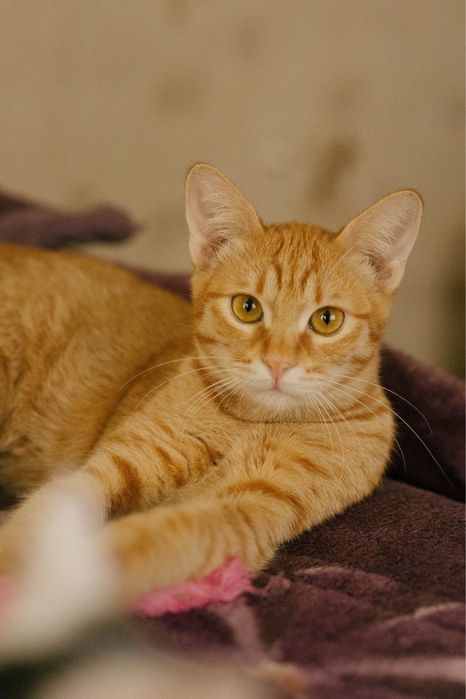 Рыжий котик ищет дом