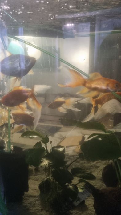 Acvariu pesti si accesorii