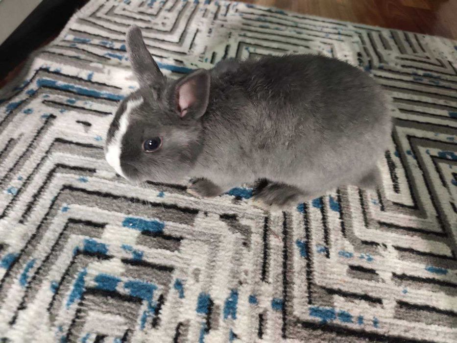 Продаю кролика декоративного