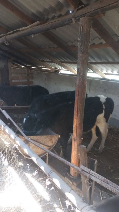 1 жасар 5 ургашы баспактар бірге