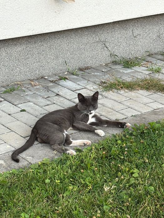 Motănel tânăr caută casă iubitoare – GRATUIT