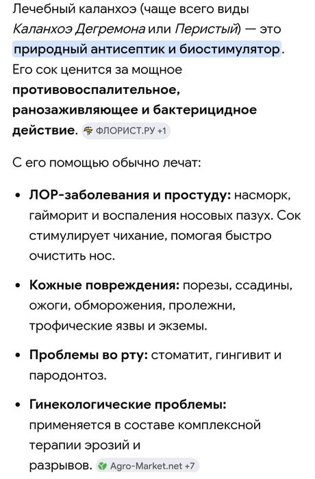 Каланхоэ лечебный.
