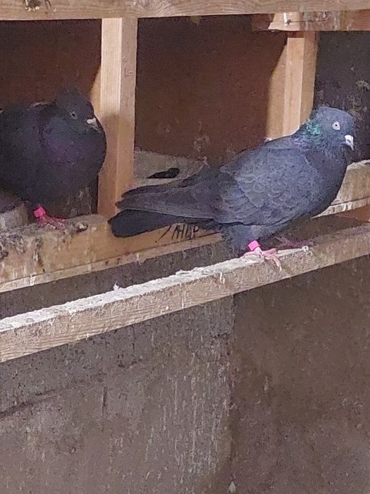 Құстар сатылады.