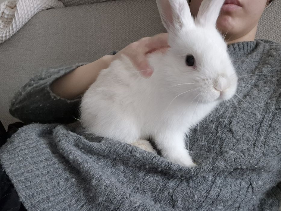 Декоративный кролик