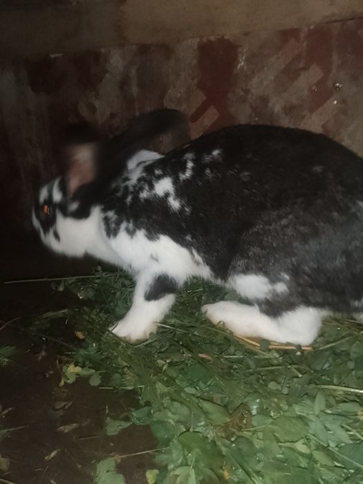 Vând iepuroaica uriaș german!