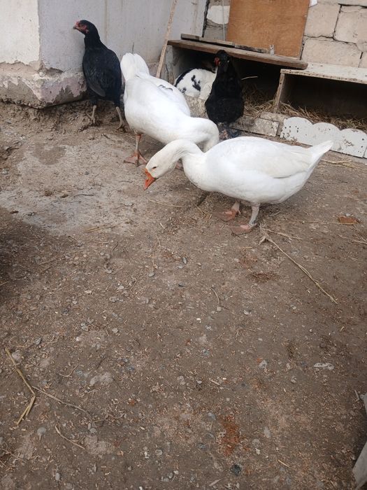 Bir jup g'ozlar sotiladi sog'lom narxi 650 ming jupi