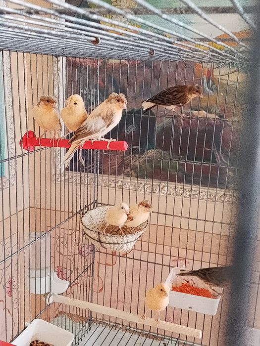 Продается канарейки