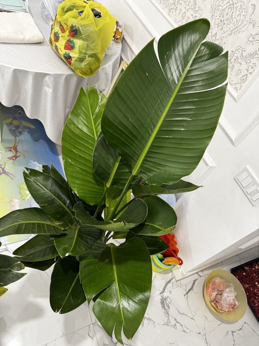 Стрелица Николая