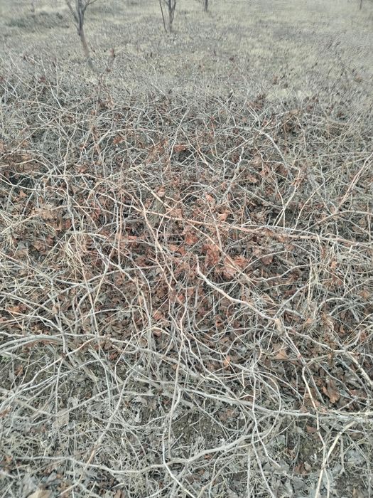 Uzum tok ko'chatlar sotiladi