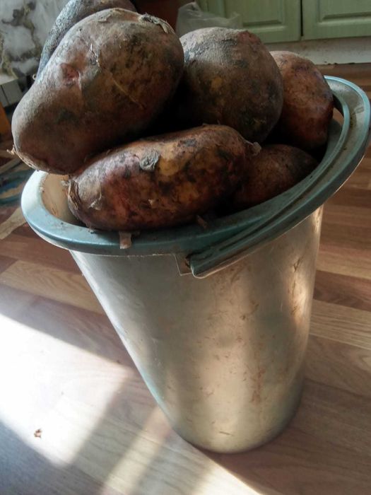 Продам картофель домашний