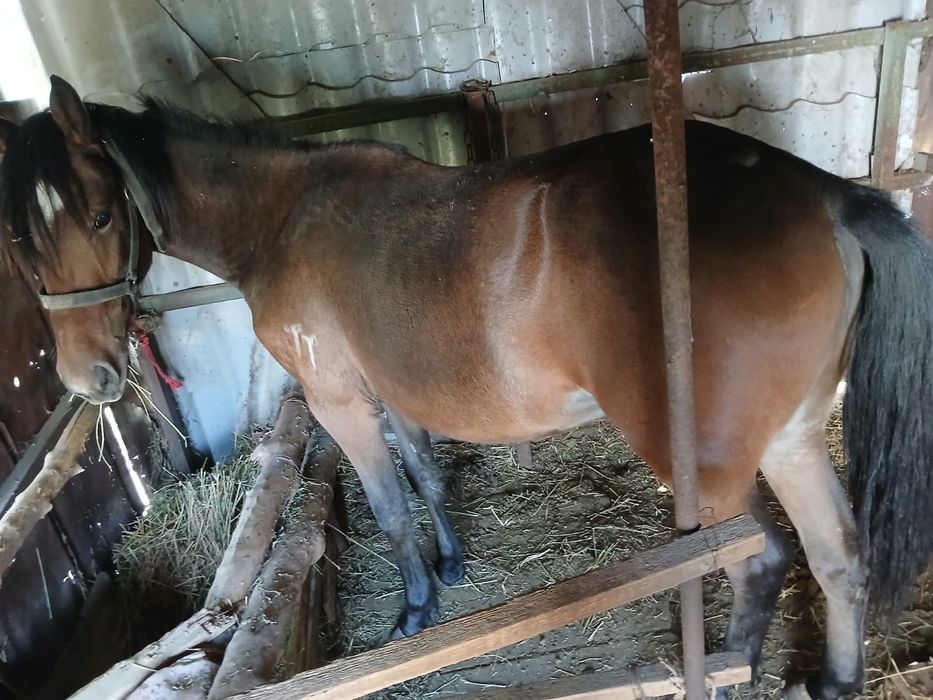 Продам кобылку 1,5 года