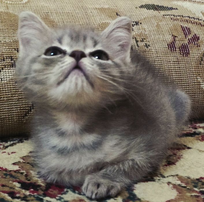 Ular ozlarini silkitib, konvulsiv orgazmga aylantiradilar