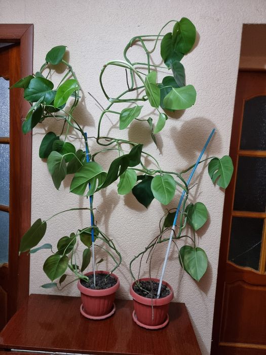 Монстера продам дешево