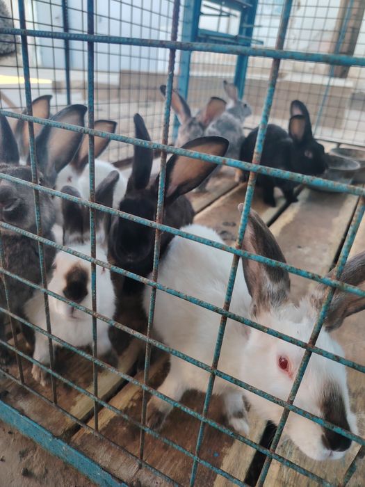 Домашний кролики