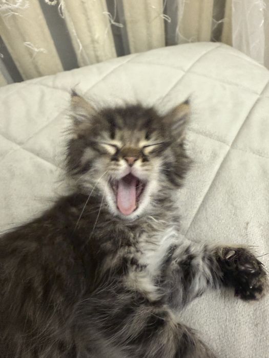 Котенок продам срочно!