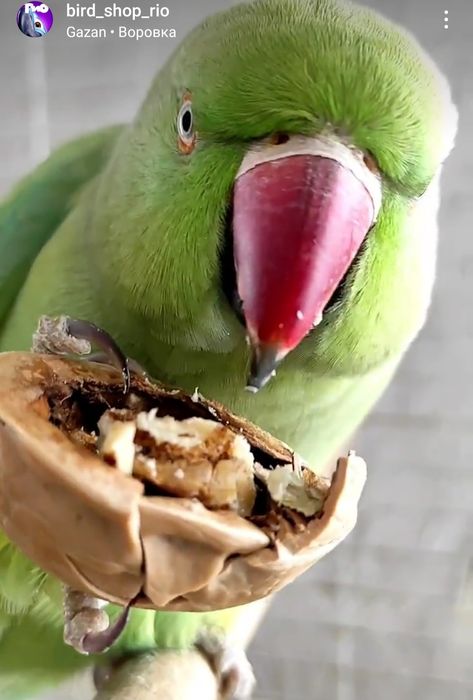 Продам попугаев разных пород