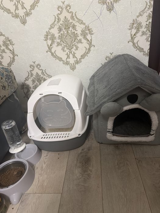 Кошка маленький
