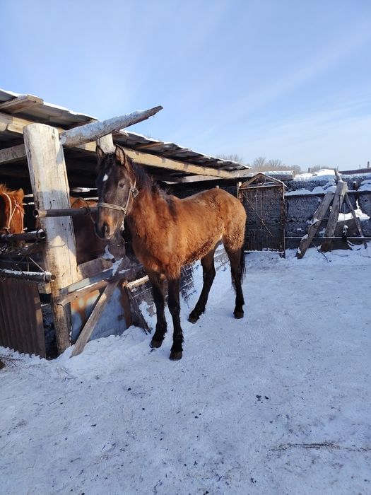 Жыкылар сатылады
