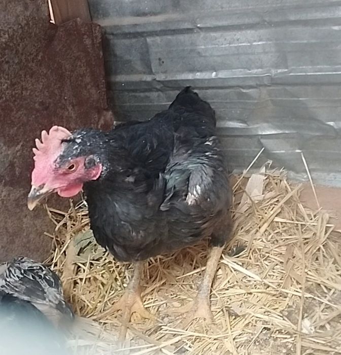 Чолпан курица 1.2 года