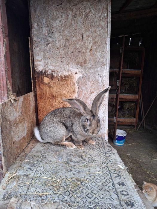 Masculi uriaș gri german