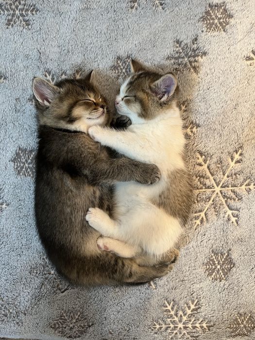 Отдаю котят в добрые руки