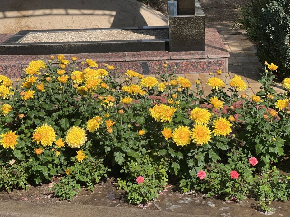 Хризантема корейская желтая