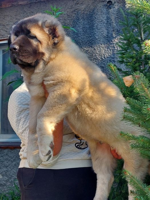 Кавказская овчарка