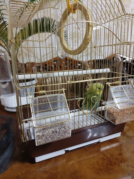 Продам волнистого попугая