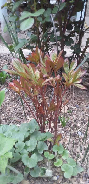 Лесной ландыш и обычный