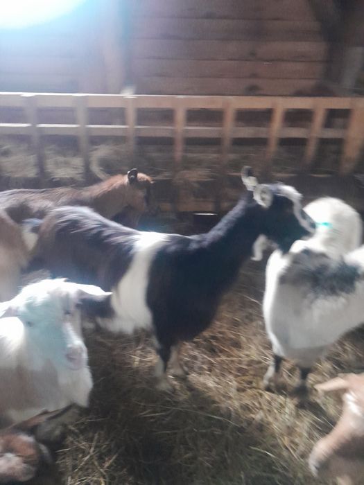 Vind capre szanen și autohtone