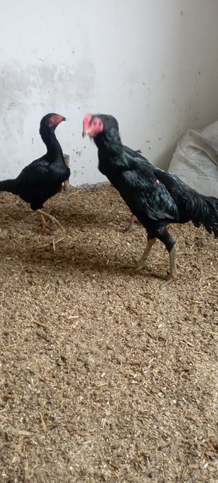 Хўрозлар сотилади товуқлархам