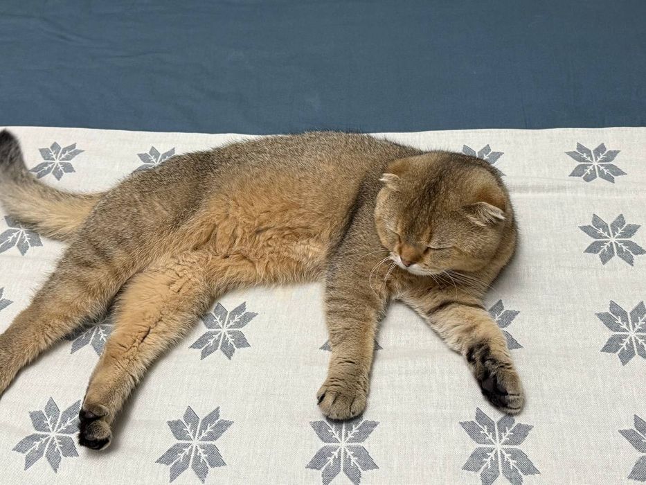 Скоттиш фолд золотая шиншилла
