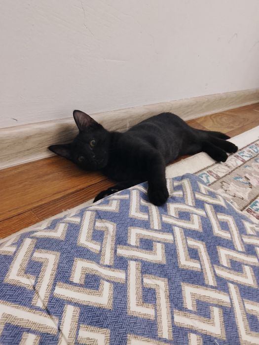 Котенок мальчик игривыйк расивый