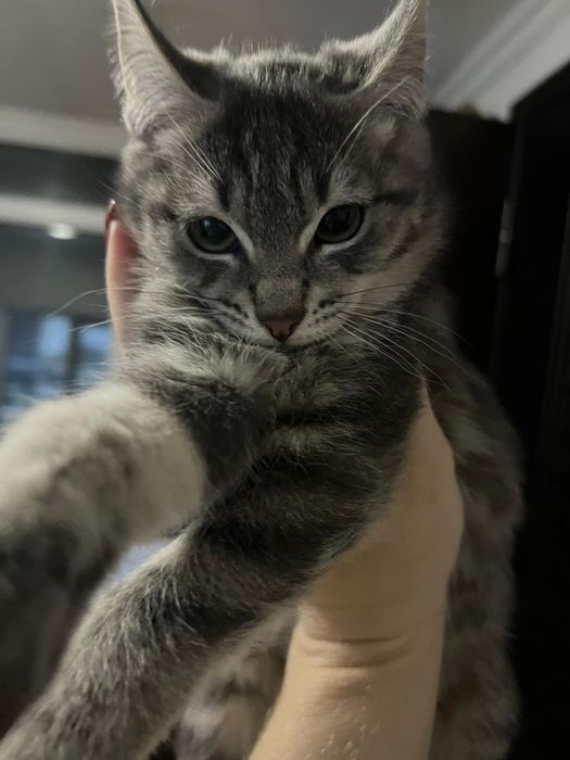 Отдам даром котят