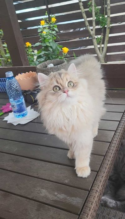 Fetita british longhair blue golden cu pedigree