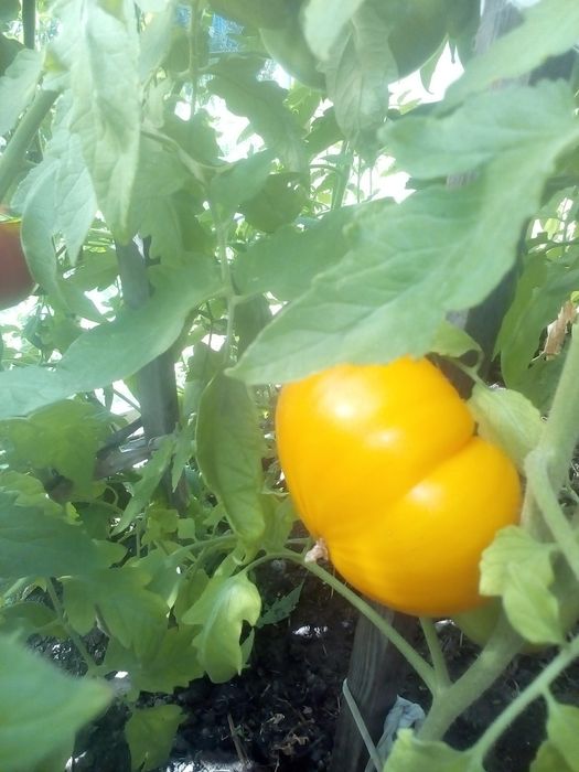 Продам дачу за с.Тарханка