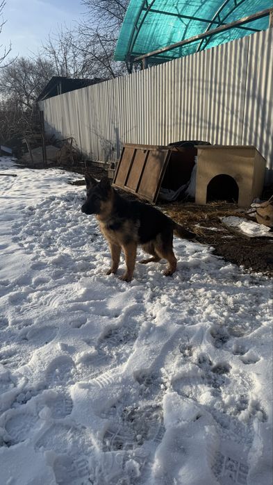 Овчарка шенок……….