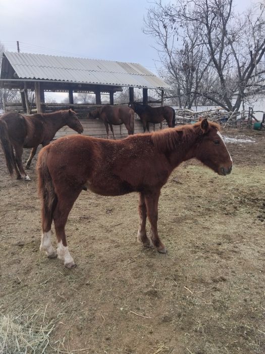 Тай сатылады ааа