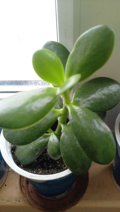 Продам толстянку ( живое дерево)