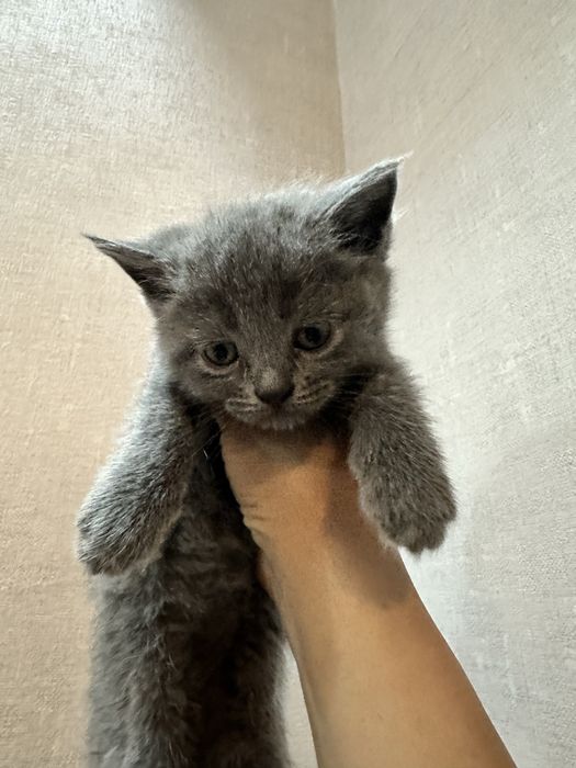 Скотиш фолд мушукчалар сотилади