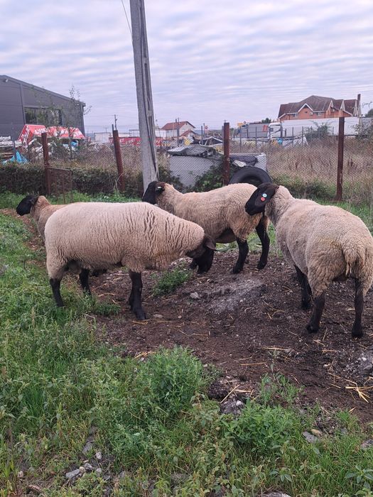 Berbec suffolk  2 ani