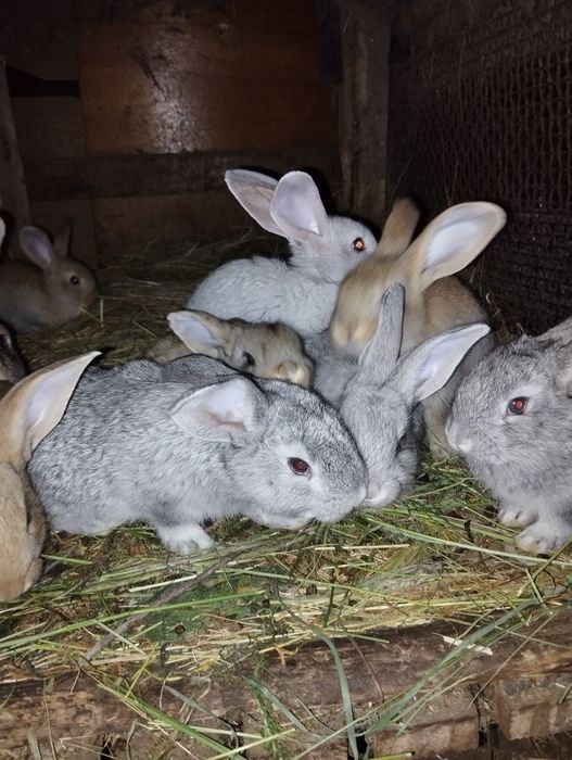 Кролики разных возрастов