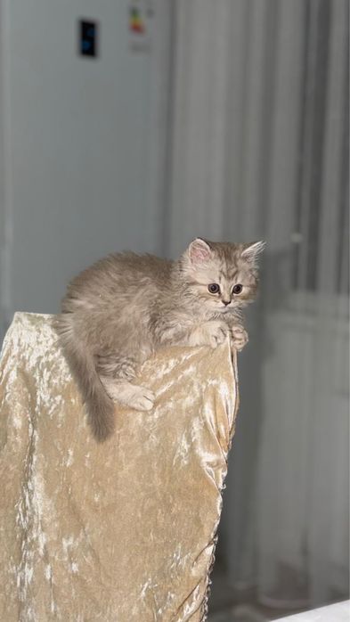 Продам котенка шотланка