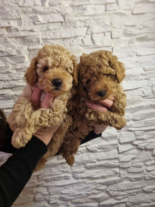 Той Пудел Мини Пудел