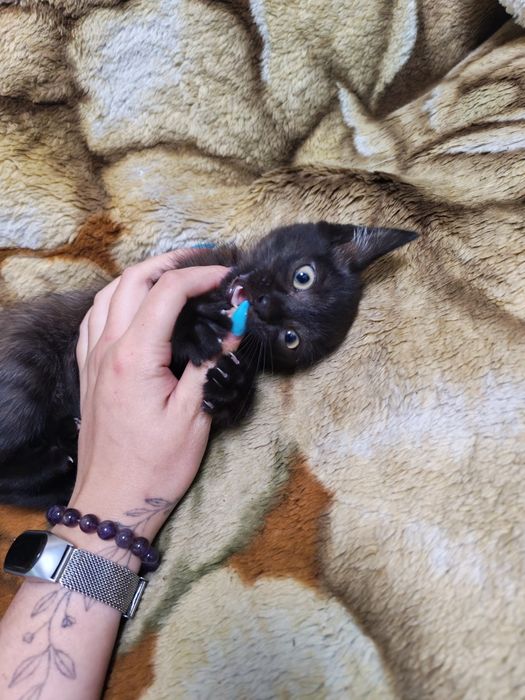 Отдам котёнка 2 месяца