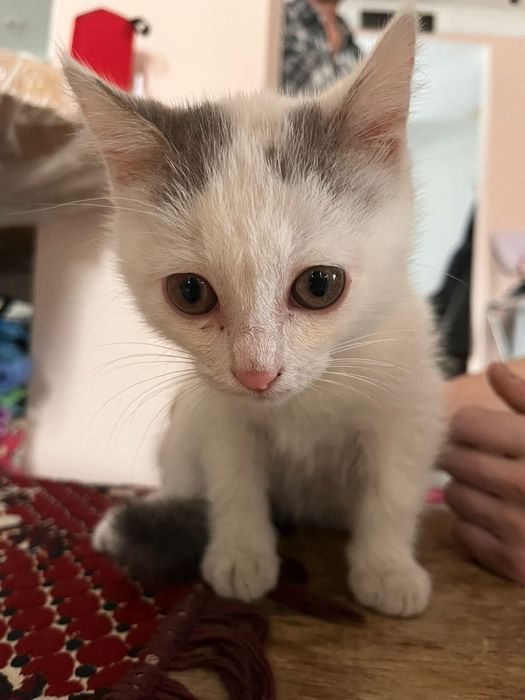 Отдам котенка